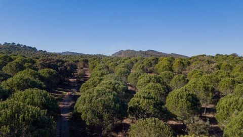 Herdade do Raco de Baixo is a property with 71.45 ha of stone pine and cork oak forest. Densification and cleaning done in 2020. Ruin with 129 m2.   The Municipality of Odemira confirms the feasibility of building a farmer's house up to a maximum of ...
