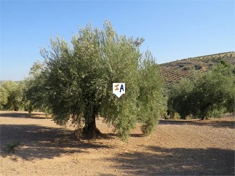 Esta productiva parcela de 41.618 m2 se ofrece a la venta con un total de 450 olivos cerca de la histórica ciudad de Alcaudete en la provincia de Jaén en Andalucía, España. Los olivos son en su mayoría de la variedad Marteña.