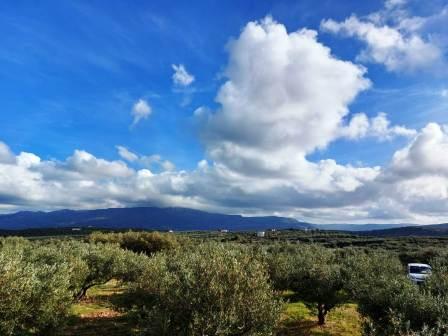 Sitia Building plot with olive trees and sea views in Sitia. The plot is 8500m2 and has about 150 olive trees. One part has good access from an agricultural road. The plot enjoys mountain and sea views and can build up to 280m2. Lastly, it has agricu...