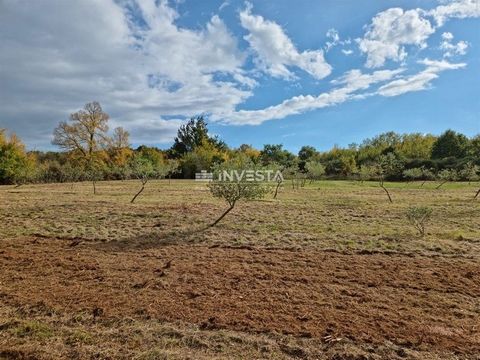Beautiful land for sale in Istria, located in the vicinity of Svetog Lovreč. It has a total area of 13,301 m2. Nine years ago, an olive grove was planted on the land. After the renovation of the olive grove, 125 olive trees remained. The terrain is g...