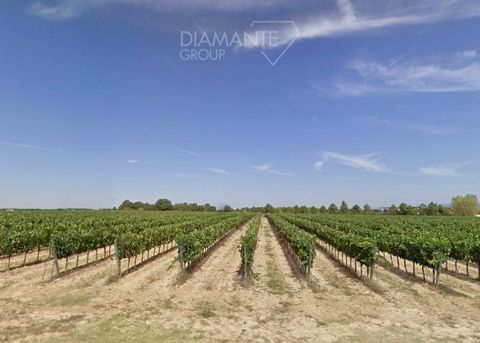AREZZO, Valdichiana : Wine estate of 40 hectares with farmhouse, annex and sheds, composed of: - 24 Ha approx. of vineyard in production of quality Trebbiano Toscano, Malvasia, Vermentino, Sangiovese and Merlot; - 15 Ha approx. of flat irrigated arab...