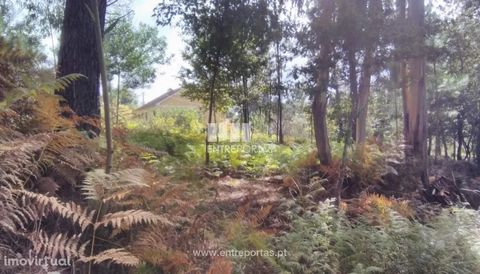 Sale of Bouça, Meixedo, Viana do Castelo. Bouça of 1913m² with good access. Ref. VCC13386   FEATURES: Plot Area: 1 913 m2 Area: 1 913 m2 Net Area: 1 913 m2 Energy Efficiency: Exempt DOOR BETWEEN Founded in 2004, the ENTREPORTAS group with more than 1...