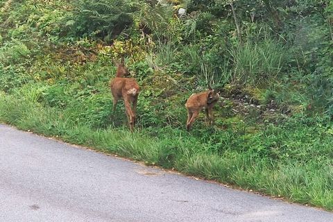 Ładnie urządzona willa na północ od Billingsfors z pięknym widokiem na jezioro i Bengtsbrohöljen. Dom jest centralnie położony, ale wciąż odosobniony w malowniczym Dalsland, w pobliżu wszystkiego, czego można potrzebować na wspaniałe wakacje. Piesza ...