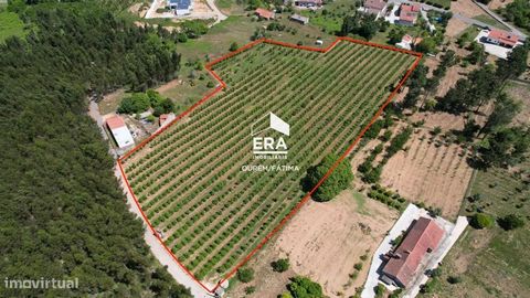 Rustic land with 12840 m2 ideal for agriculture or placement of a removable house. This one has about 2000 pear trees and two water holes. It has excellent access and is next to a main road. Magnificent space for those who want to dedicate themselves...