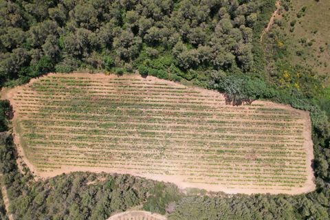 ? À vendre Vignoble de 1,5 ha avec fort potentiel Creissan (34370)