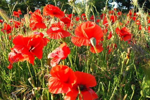 Całkowicie odnowiony dom z kamienia naturalnego z wewnętrznym dziedzińcem, stare i nowe harmonijnie łączą się. w cichej małej wiosce winiarskiej nad rzeką i winnicami.