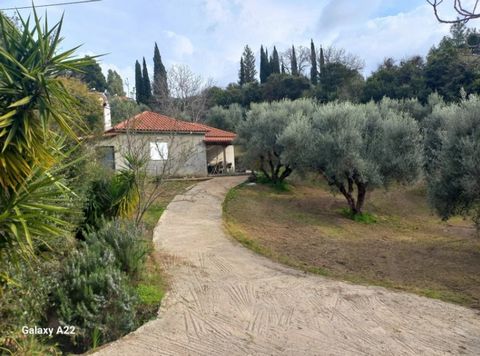 For sale plot of land in Vrina, Peloponnese. The plot of 7000 sq.m, near Costa Navarino, 5 minutes from the sea of ​​Samikos and Kaifa, Thermal baths and 10-15 minutes from Ancient Olympia. The land is included in city plan, has a high development co...