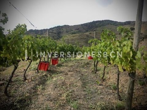 REAL ESTATE BOUTIQUE INVERSIONESBCN PRESENTS this vineyard land with 10.000 plants of low productivity and high quality (average production of 1 kilo per plant). At present this translates into 8,000 ampoules. The age of the vineyard is 25 years. Nor...