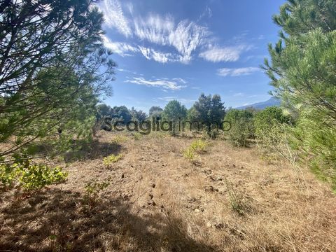 The agency Scaglia immo offers for sale this beautiful almost flat land with an area of 5400 m2 in the town of Figari. The land holds a building permit for a house of 81 m2 habitable. The plot is located in the heart of the building area of the Commu...