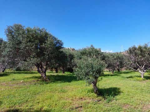 Pelegrines/ Palekastro, Sitia, East Crete: Plot of land with olive trees just 3km from the sea. The local name of the area is called Pelegrines. It is a plot of 2.500m2 and has about 45 olive trees. There is very good access to the property and it en...