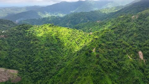 Cette captivante plantation de café Blue Mountain est située à Shirley Castle, Portland, une région enchanteresse nichée dans la luxuriante paroisse de Portland qui offre une occasion unique de posséder une précieuse parcelle de terre agricole. Compr...