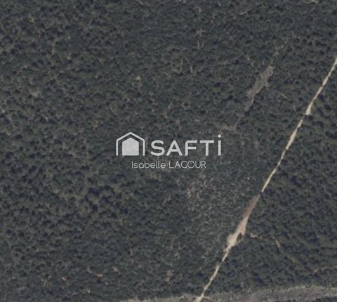 Forêt