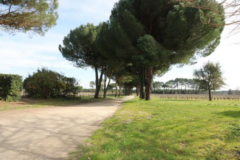 photo no. 12