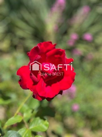 photo no. 16