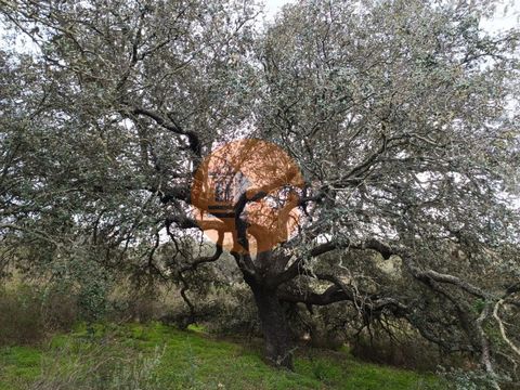 Land with 28,080 m2, in Casa Branca, Balurcos, Alcoutim - Algarve. Land with many trees. Flat terrain. It confronts the Water Line. Close to electricity. Possibility of building a warehouse to support agriculture. Just 10 minutes from the village of ...