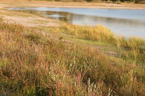 Dit vrijstaande, rietgedekte vakantiehuis staat op het groen vakantiepark Park Scorleduyn naast de Schoorlse Duinen, met het hoogste duin van Nederland. Het gezellige centrum van Schoorl met haar Klimduin ligt op 1 km. Het fijne Noordzeestrand ligt o...