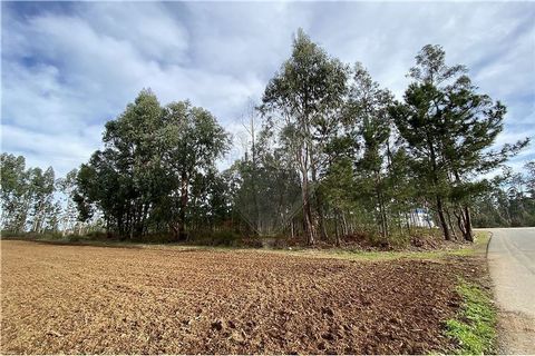 Terreno Plano de 1.300m² com 26 metros de frente – Localização Tranquila e Acessível Este terreno plano, com uma área total de 1.300m² e uma frente de 26 metros, oferece uma excelente oportunidade para construir a casa dos seus sonhos ou desenvolver ...