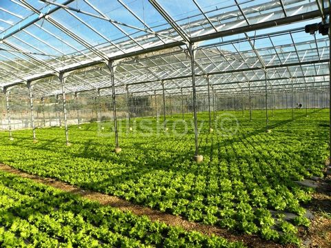 Kastela, Kastel Stafilic Fully equipped greenhouse - in operation, area: 3.060m2 Total land area: 5,000m2 Venlo greenhouse - dimensions 54.5 x 56m divided into 8 boats, each 6.7m wide Land equipped with electricity and water Sanitary facilities with ...