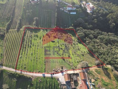 Land of 15 600sq.M in Usseira, Óbidos. With potential viability, according to the PDM (The Municipality's Master Development Plan), for a Rural Tourism unit, Guest House or Agro-Tourism unit It is located 10 minutes from Óbidos and its Medieval Castl...