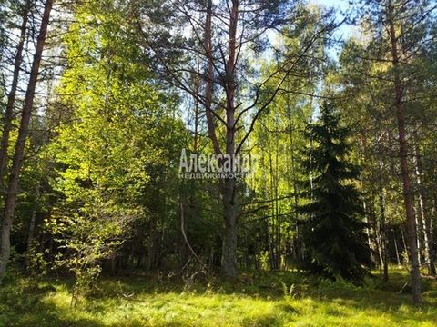 1262036 Выборгский район ЛО, поселок Торфяновка, урочище Чистополье, бухта Чистопольская, выход через 300 метров по реке Серьга в Финский залив, бухта Чистопольская, 20 соток в собственности под лпх, земли населенных пунктов, среди сосново-елового ле...