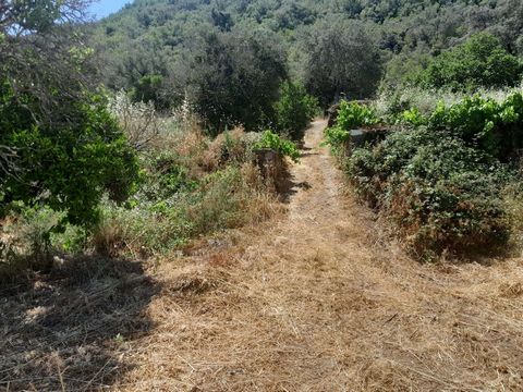 Terreno Rustico Terreno agrícola de pequenas dimensões , localizado em zona calma , perto de uma ribeira . Terreno com acesso fácil , perto de Loulé . Propriedade ideal para quem gosta de paz e sossego e de apreciar a natureza . Com habitação a vizin...