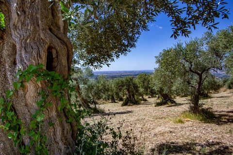 TIVOLI (RM) - Strada di Pomata. Splendid investment opportunity located in the east green hills that embrace the city of Rome. The land of approximately 20,000 m2 cultivated as an olive grove - with approximately 300 centuries-old olive trees, is loc...