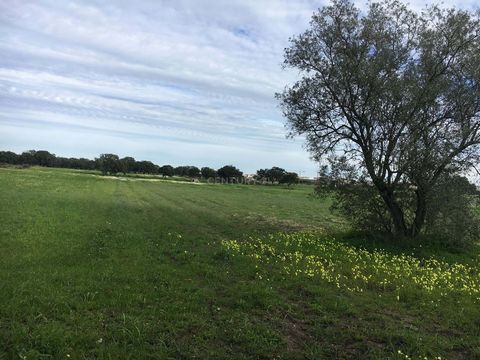 Excellent, very fertile land with the possibility of building housing and agricultural facilities in the Terrim area in Pinhal Novo, served with excellent access and transport throughout the country both by rail and road