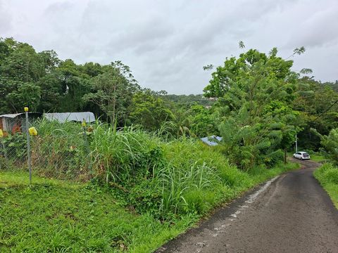 photo no. 5