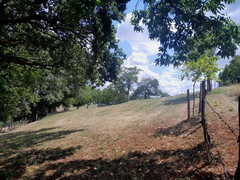 photo no. 11