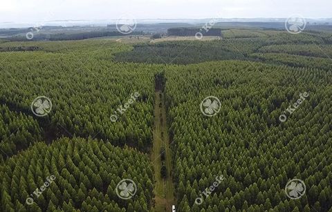 Lokalizacja: Ów nieruchomość znajduje się w Santo Tomé, ZONA NUCLEO de Corrientes.  Ta lokalizacja oferuje unikalne połączenie wysokiej wydajności i dostępności. Z dogodnymi odległościami do interesujących miejsc - Virasoro 12 km, - Santo Tomé 60 km ...