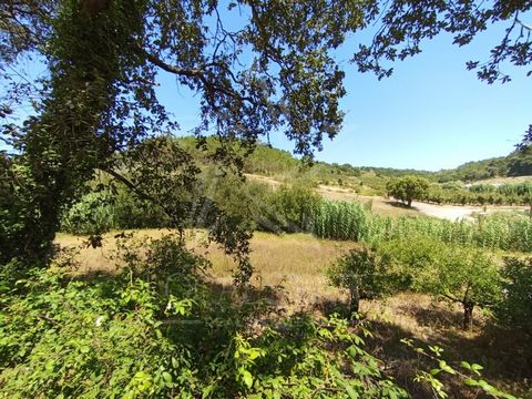 Hermoso terreno agrícola, junto a Salir de Matos, a unos 7 km de Caldas da Rainha. El terreno está flanqueado por una carretera pública que da a una carretera de doble lado, por lo que tiene un buen acceso y un poste de electricidad en el lugar, lo q...