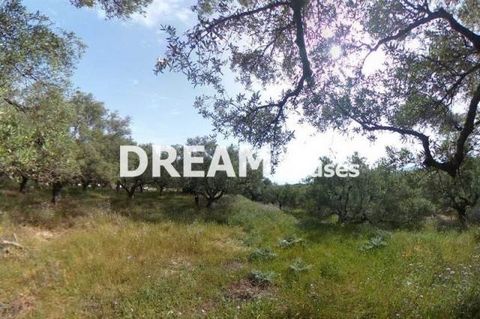 Description Tragaki, Plot For Sale, 14.000 sq.m., Features: For development, For tourist use, Price: 500.000€. Πασχαλίδης Γιώργος Additional Information Plot with a total surface of 15,000 sq.m. in Tragaki, Zakynthos with 153 olive trees and a large ...