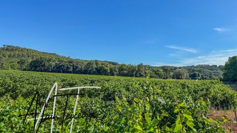 Vignes en production