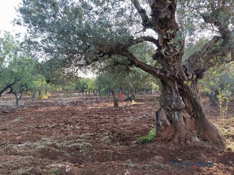 For sale a beautiful piece of land with centuries-old olive groves in the countryside of Ostuni, but located a short distance from the town of San Michele Salentino, with a project in the approval phase to create 80 square metres, plus porch and swim...