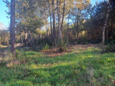 TERRAIN ET FORET