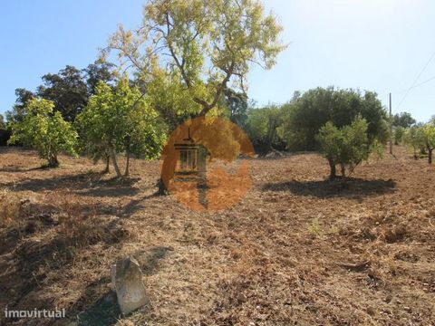 Excelente Terreno Rústico com vista deslumbrante sobre a serra, numa zona muito tranquila. Está totalmente lavrado e é composto por 2 parcelas contíguas .Com electricidade e água de rede. Ideal para projeto agrícola com cultura arvorense em que pode ...