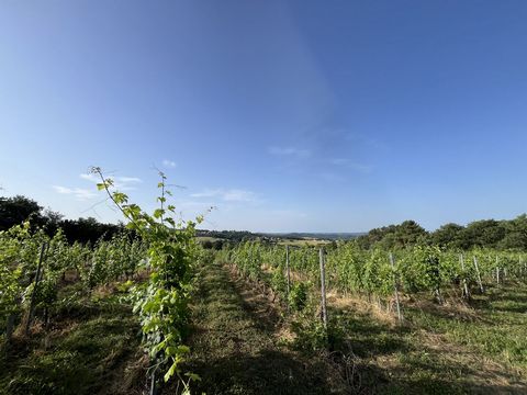 L'appel à la passion et au Terroir : Opportunité unique en Corrèze d 'acquérir 2 hectares de vignes en production.