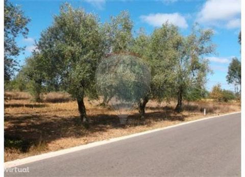 Magnífico terreno agrícola com oliveiras com óptima exposição solar.O terreno não dá para construção 