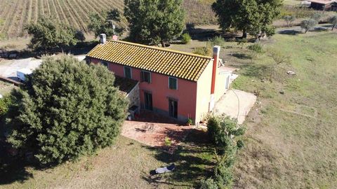 GAVORRANO (GR), SURROUNDINGS: 20 km from the sea, 26 hectare organic wine estate with farm, cellar, outbuildings and vineyard composed of: - 10 hectares of vineyard in production of quality Sangiovese, Ciliegiolo, Syrah, Vermentino, Viognier and Anso...