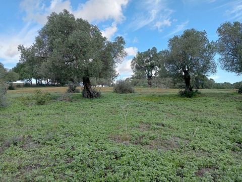 Plot of 15 Hectares of land close to the town centre and the industrial estate of Barbate. The land currently has two houses to rehabilitate and water spring.Although it is classified as rustic, it is planned in the new PGOU a requalification of the ...