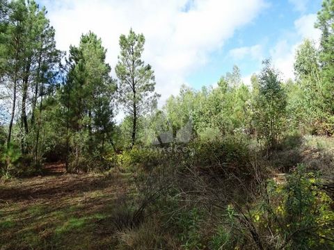 Charmant stuk land midden in het bos. Het heeft een totale oppervlakte van 3120 m2 met een grote stenen put, pijnbomen, eucalyptus, een paar kweepeerbomen en struiken. Een deel van het pand zijn eucalyptusbomen op een heuvel, het andere deel is een v...