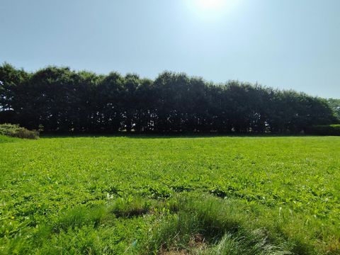 photo no. 12