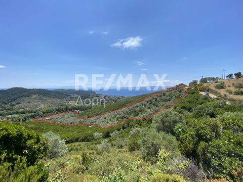 For sale, exclusively by our team, two plots of land with a total area of ​​8.659,9 sq.m. in the `Zorbades` location in Skiathos. Access to the two parcels is via a rural road. The construction of each parcel is 200 sq.m. The distance from the countr...