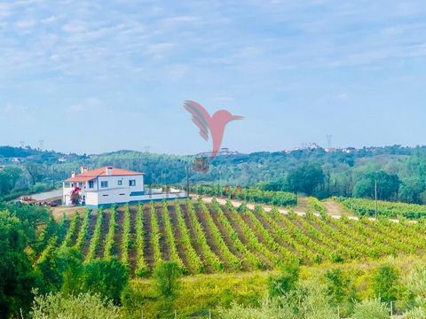 Magnificent property with 25,760m2 of Castelão vineyards in full production. It came with a license and viticultural registration. Excellent location, in Carvalhal - Chousa (Tomar), 1 km from Castelo de Bode Reservoir. Only the land is for sale, the ...