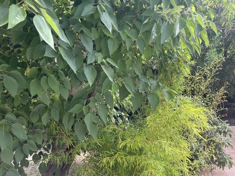 photo no. 44