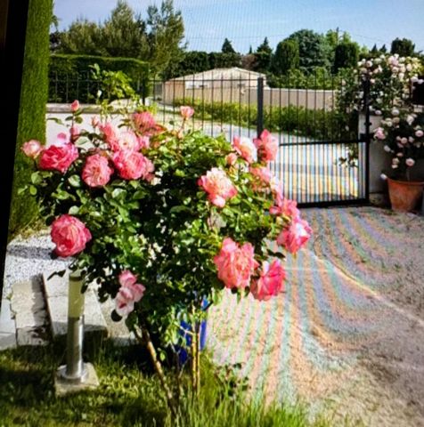 photo no. 9