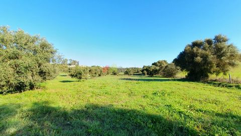 Rustic land in Lavre with 7250 m2, it is in an excellent location with easy access and almost at the entrance to the village of Lavre. Ideal for putting up your wooden house and enjoying the Alentejo air. There are several olive trees on the land. Sc...