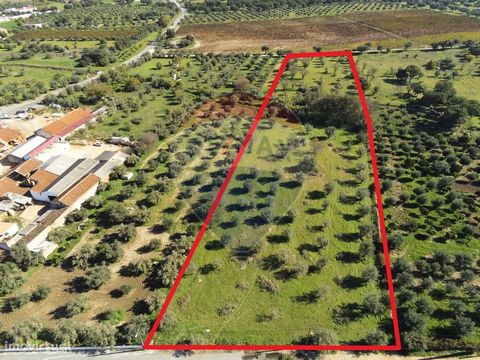 Terreno com 12.000 m2 em S. Pedro do Corval, está dentro do PDM e tem viabilidade de construção. Tem cerca de 200 oliveiras e também algumas amendoeiras, sendo atravessado por uma linha de água.