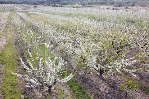The property has about 5ha of cherry trees (about 12 varieties), 1ha of peach trees (1 variety) and the possibility of new planting, in an area of 3ha in fallow. It has its own dam with about 16,000m3 of water, duly licensed and a completely complete...
