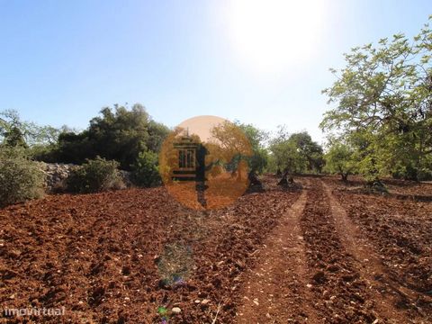 Excellent terrain rustique à Peral. Il est complètement plat et ensoleillé, est entièrement labouré et se compose de 2 parcelles contiguës. Idéal pour projet agricole et déjà avec l’existence de 40 oliviers, 30 caroubiers, 20 amandiers, pouvant obten...